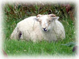Walesでよく見る種類の羊