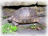 A hungry tortoise